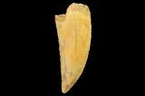 Serrated, Raptor Tooth - Real Dinosaur Tooth #179574-1
